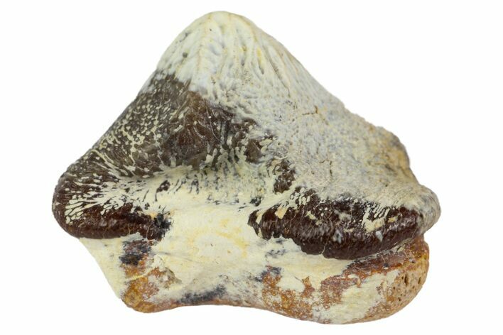 Fossil Crusher Shark (Ptychodus) Tooth - Kansas #152328
